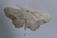 Idaea dimidiata