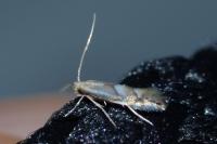 Phyllonorycter
