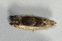 Epinotia ramella