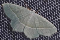 Campaea margaritaria