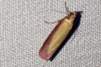 Oncocera semirubella