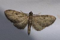 Eupithecia virgaureata