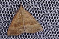 Hypena proboscidalis