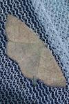 Cyclophora ruficiliaria