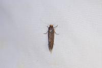 Cephimallota crassiflavella