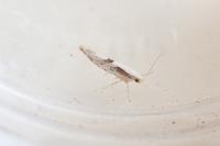 Argyresthia bonnetella
