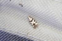 Pseudotelphusa scalella