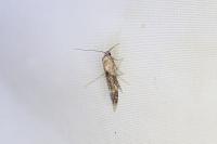 Epermenia chaerophyllella