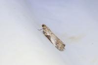 Acrobasis fallouella