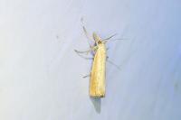 Agriphila straminella