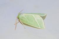 Pseudoips prasinanus