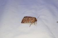 Lycophotia porphyrea