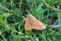 Lythria purpuraria
