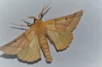 Crocallis elinguaria