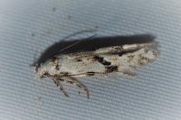 Stenolechia gemmella