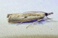 Agriphila geniculea