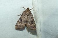 Amphipyra berbera/pyramidea