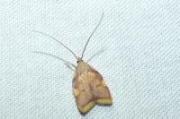 Carcina quercana