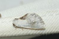 Cilix