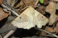 Crocallis elinguaria