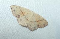 Cyclophora punctaria