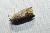 Cydia splendana