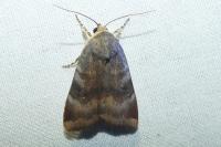 Noctua janthe/janthina