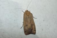 Noctua pronuba