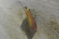 Oncocera semirubella