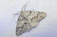 Pseudoterpna coronillaria