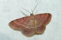 Scopula rubiginata