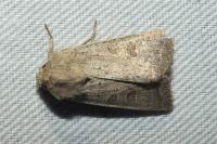 Hoplodrina