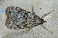 Eudonia truncicolella