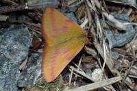 Lythria purpuraria