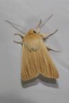 Mythimna pallens