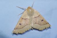 Crocallis elinguaria