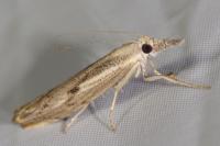 Agriphila geniculea