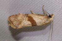 Falseuncaria ruficiliana