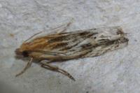 Eucosma cana