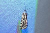 Emmelia trabealis