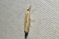 Agriphila geniculea