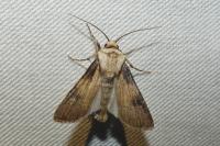 Agrotis puta