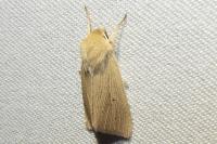 Mythimna pallens