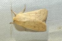 Mythimna vitellina