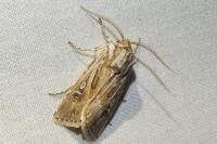 Agrotis graslini