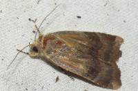 Noctua janthe