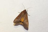 Noctua pronuba