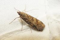 Nomophila noctuella