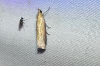 Oncocera semirubella