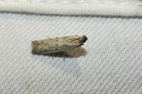 Phycitodes